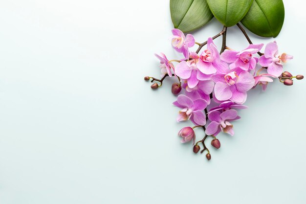 파스텔 배경에 분홍색 스파 난초 테마 개체