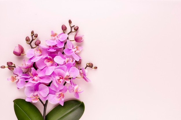 Foto oggetti a tema orchidea spa rosa su sfondo pastello