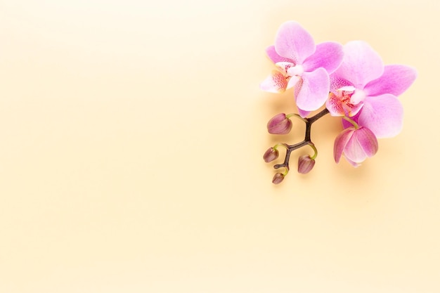 Foto oggetti a tema orchidea spa rosa su sfondo pastello