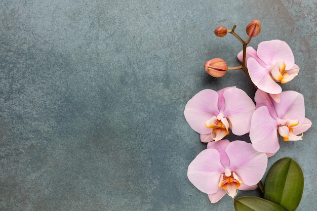 Pink spa orchidee thema objecten op pastel achtergrond.