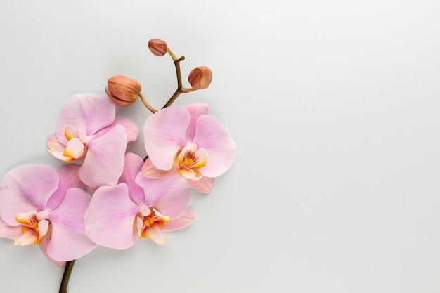 Pink spa orchidee thema-objecten op pastel achtergrond