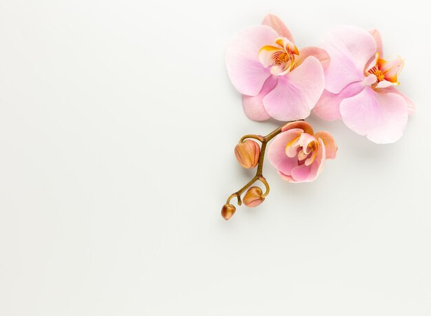 Pink spa orchidee thema-objecten op pastel achtergrond