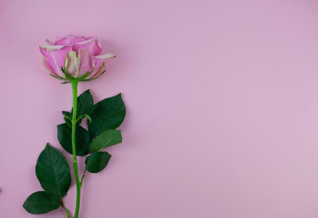 pink space rose on a pink background mother's day nature and spring concept