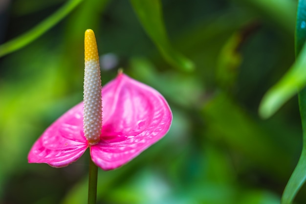 Pink spadix flower in rainforest close up, Flamingo lily, Pink anthurium andreanum flower