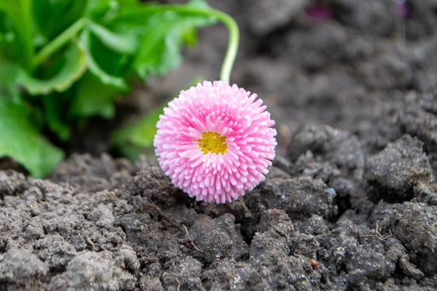 pink spherical flower on the ground