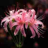 Photo pink spider lily