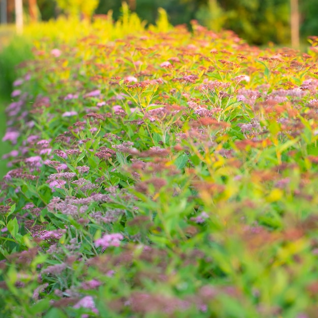 Pink spirea in the garden