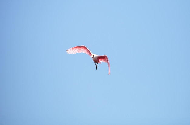 Photo pink spread wings of a flying roseate spoonbill bird platalea ajaja gliding over a marsh for food