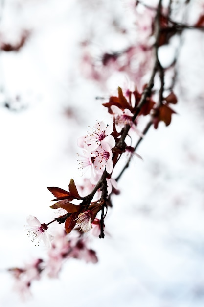 Pink spring blossoms.