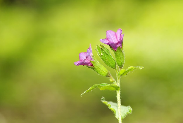 森のピンクの春の花