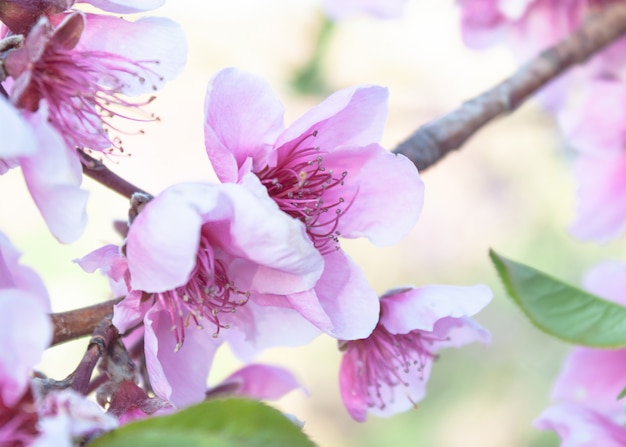 Pink spring flowers border. Peach Flower blooming