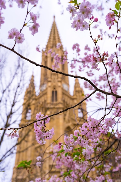Pink spring flowers in the city of San Sebastian next to the Buen Pastor church in the city center Gipuzkoa Spain