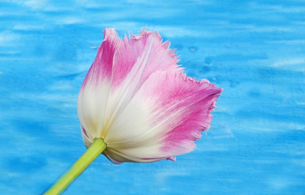 ピンクの春のチューリップの花青い木製の背景にフリンジテリーチューリップ