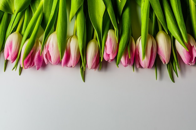 Розовые весенние тюльпаны; на белом фоне