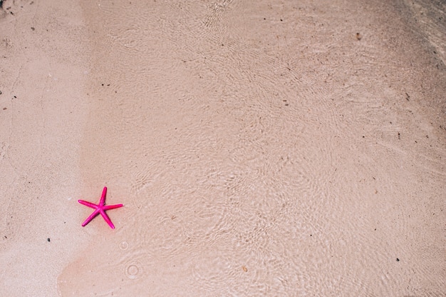 Pink Starfish on the beach at sunrise