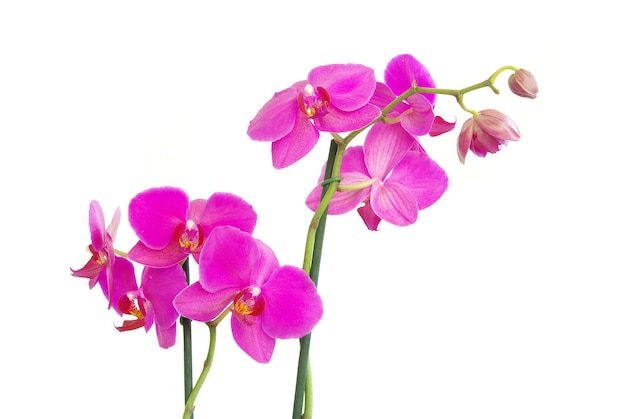 Pink stem of orchids isolated on white