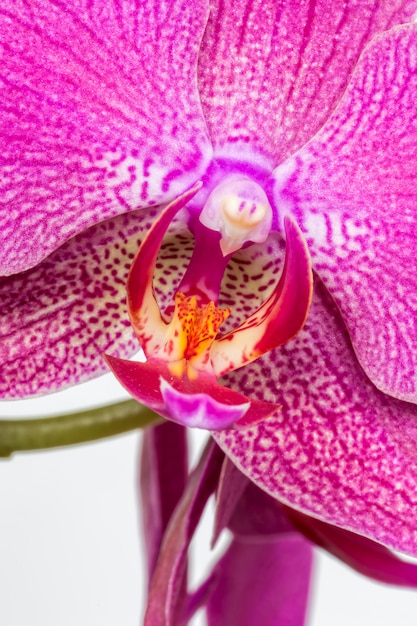 Pink streaked orchid flower close up