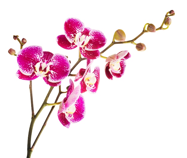 Photo pink streaked orchid flower, isolated