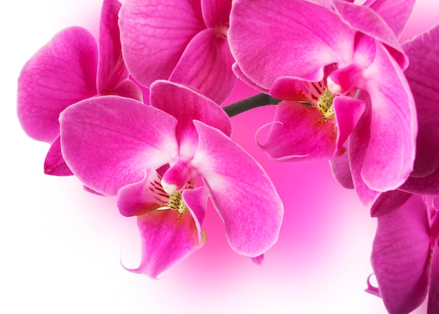 Pink streaked orchid flower, isolated