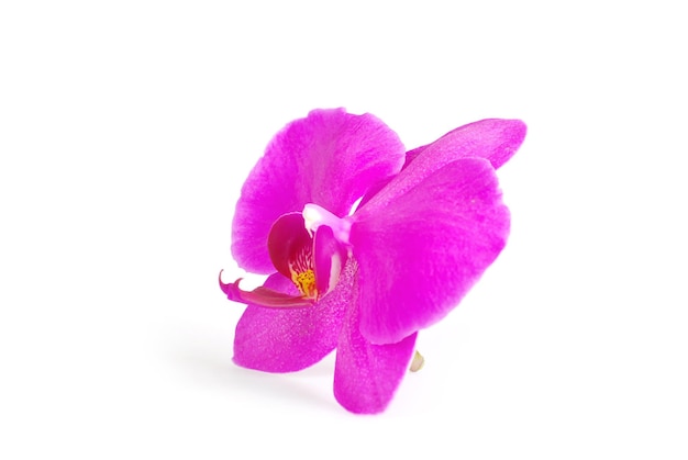 Pink streaked orchid flower isolated