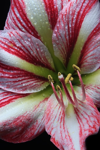 黒地にピンクのストライプのアマリリスの花