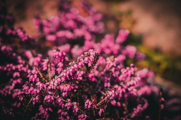 Photo pink summer flowers in a sunny spring garden