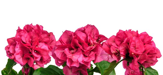 Pink summer tropical flowers bougainvillea border isolated on white background, design element