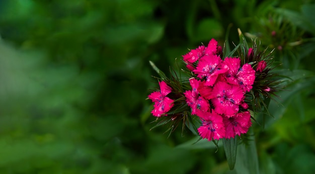 Pink sweet William Dianthus barbartus on blurred green background