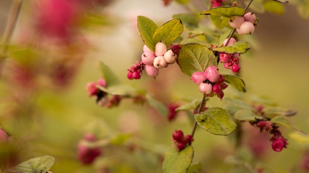 ピンクの Symphoricarpos doorenbosii 植物のクローズ アップ