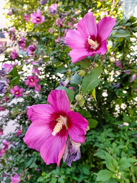 写真 ピンクのシリアのハイビスカス明るい花と夏の背景夏に開花するハイビスカスの茂み