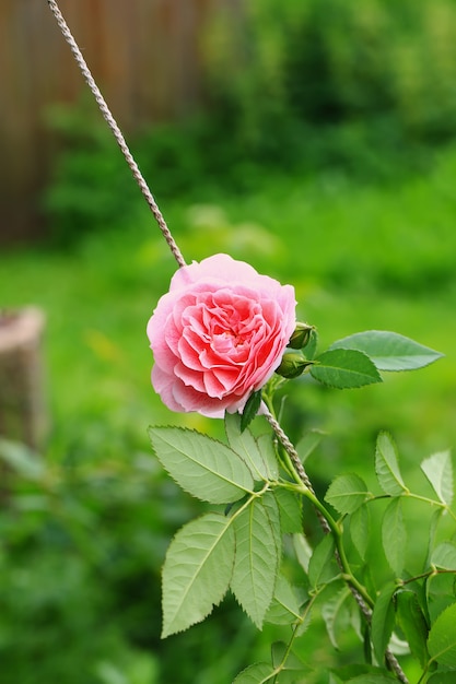 Pink tea rose in the garden