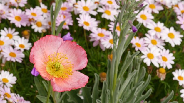 ピンクの柔らかいデイジーの花、繊細なマーガレット。自然な植物のクローズアップの背景。野花は、春の朝の庭または牧草地、米国カリフォルニア州の家庭菜園に咲きます。春の植物相。