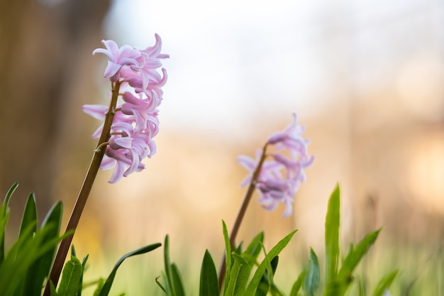 Pink tender hyacinth flowers blooming in spring garden.