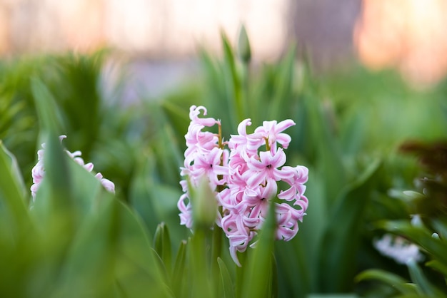 Pink tender hyacinth flowers blooming in spring garden.