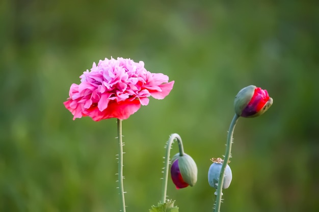 핑크 테리 양귀비 꽃
