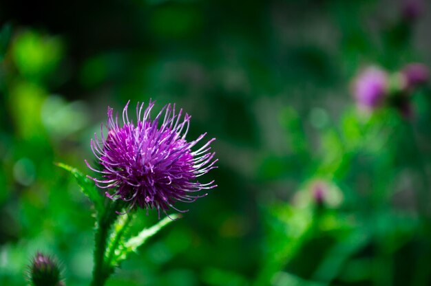 Cardo rosa in macro su sfondo di erba verde e altri fiori