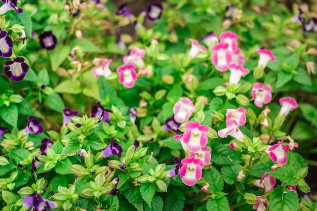 розовый Torenia fournieri цветок.