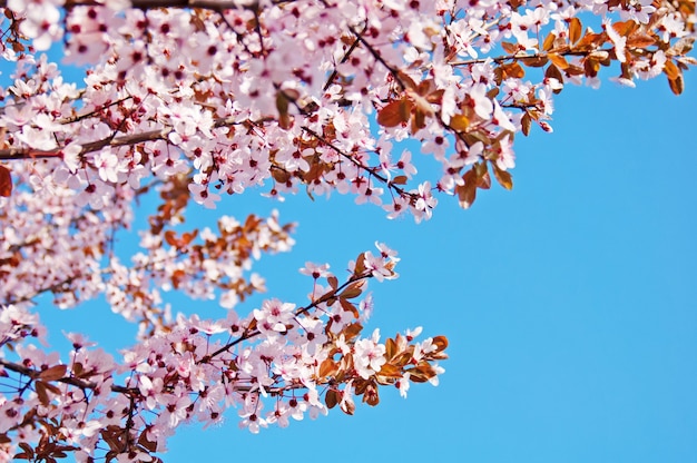 青い背景の上のピンクの木の花