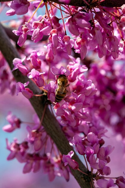 Pink tree flower bee blooming branches of Chinese shrub in spring