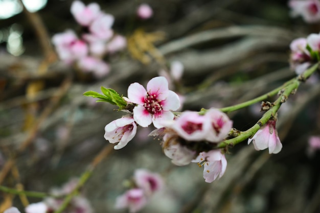 ピンクの木の花マクロ背景