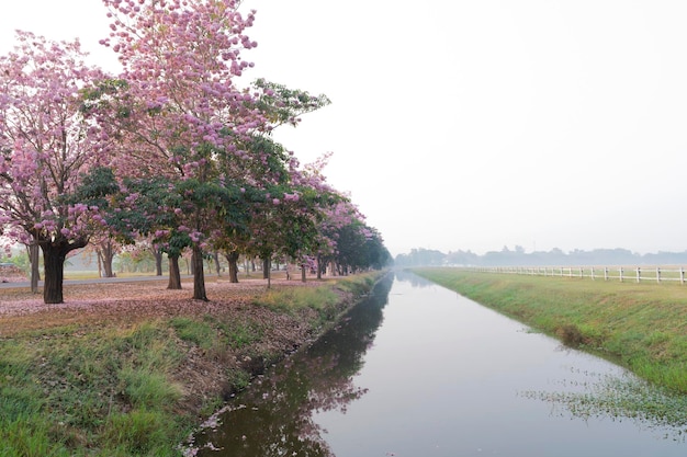 Pink trees in the park nature background