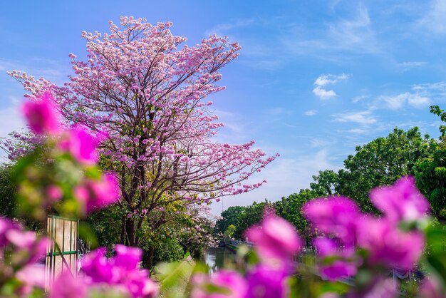 青い空の背景の木の上にピンクのトランペットの花