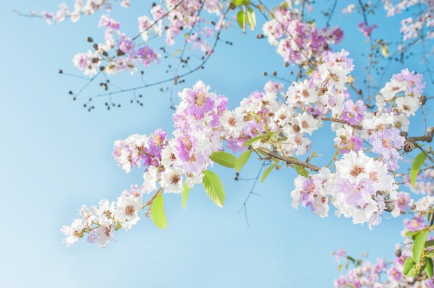 Pink trumpet tree of beauty flowers on blue sky background