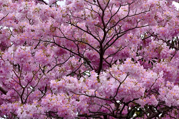 ピンクのトランペットの木の花とその黒い枝