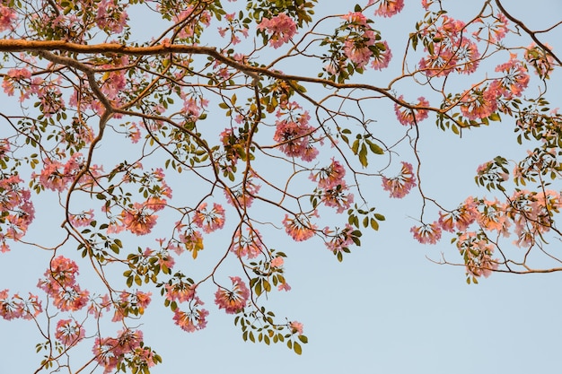 사진 핑크 트럼펫 나무 또는 분홍색 tabebuia 꽃 만개