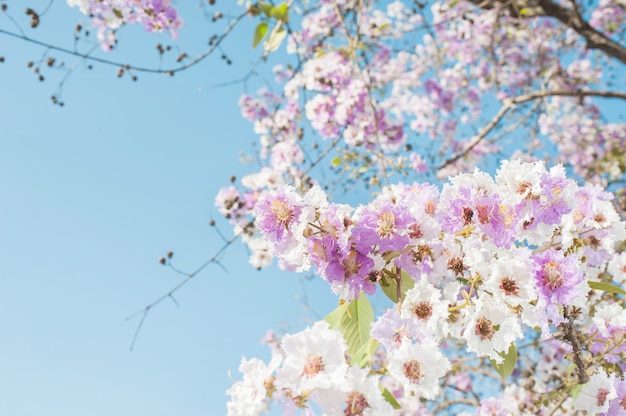 Foto l'albero di tromba rosa con bellezza fiorisce su cielo blu