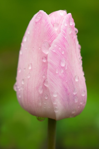 Tulipano rosa dopo la pioggia in giardino