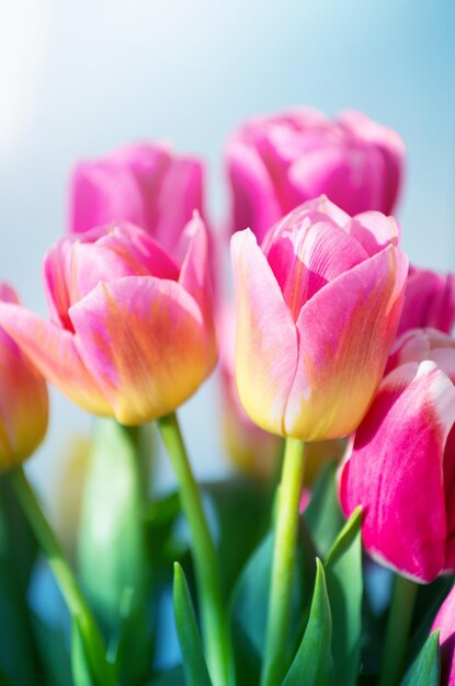 Pink tulip background