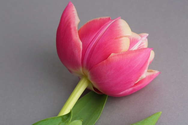 Pink tulip beautiful flower