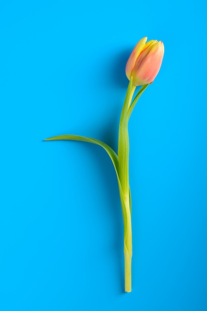 Pink tulip on a blue